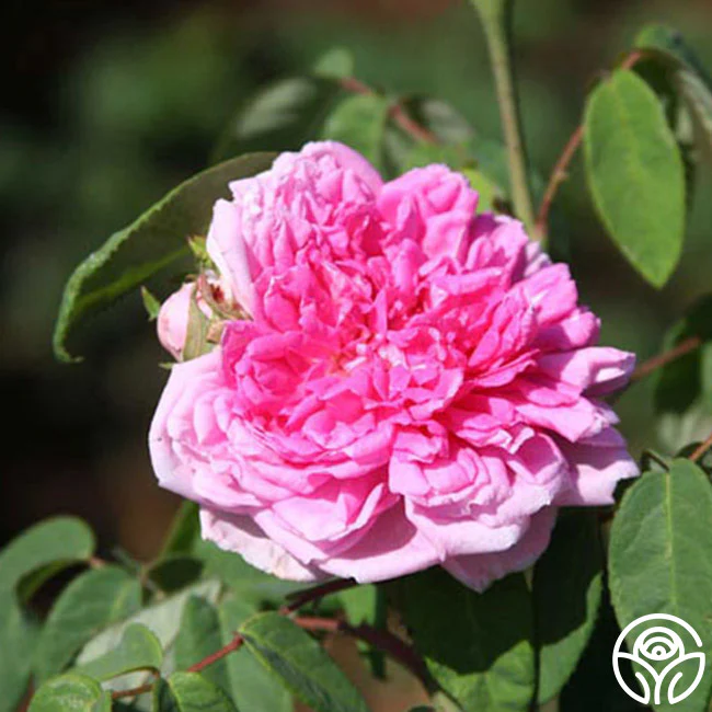 In Loving Memory Of John Graves- Mississippi